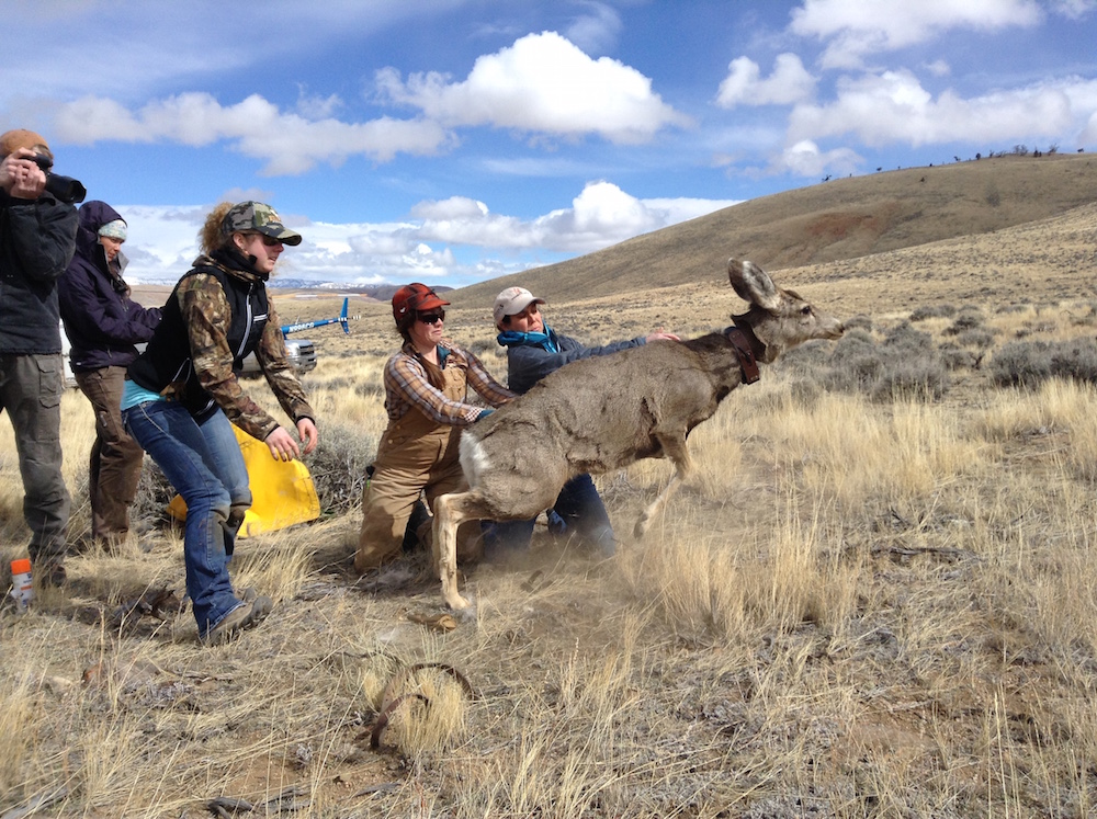 researchers releasing mule deer