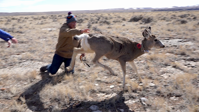 Researcher releasing a deer in a field