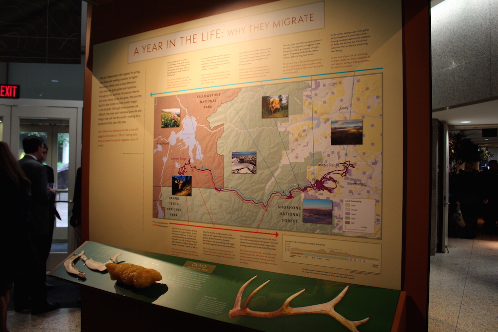 Arthur Middleton and Joe Riis tracked elk in the Cody herd to provide the majority of the content in the exhibit. The herd moves from Meeteetse to the Thorofare each spring and fall.