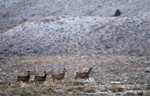 Mule deer in a snowy field