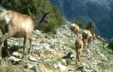 Mule deer walking through a rocky field