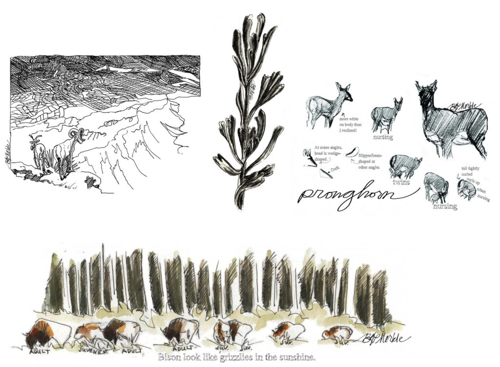 Illustrations of animals, bison, and plants