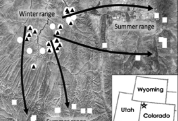 Map of winter and summer ranges in Colorado for mule deer