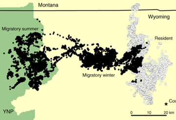 Migratory summer and winter map of ELK in the GYE