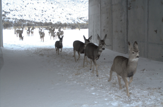 Deer walking under bridge