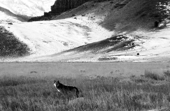 Wolf in a field