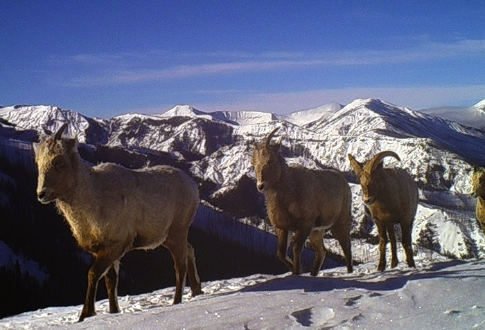 Ungulates migrating in the snow