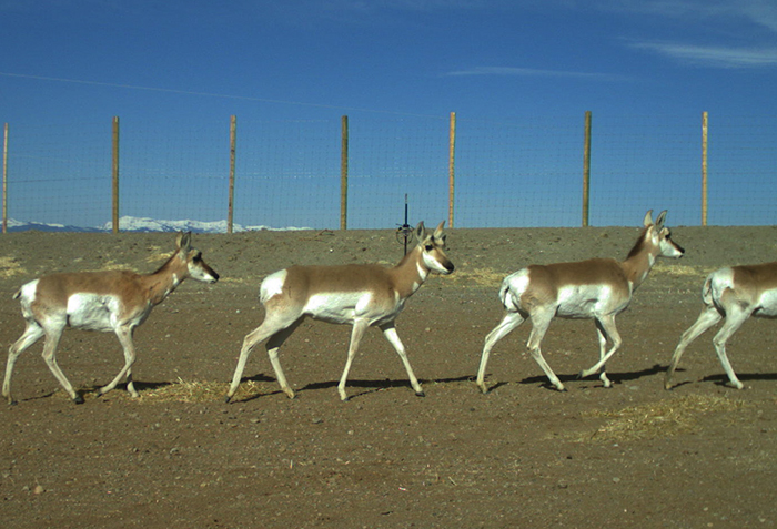 Pronghorn walking in front of a fence