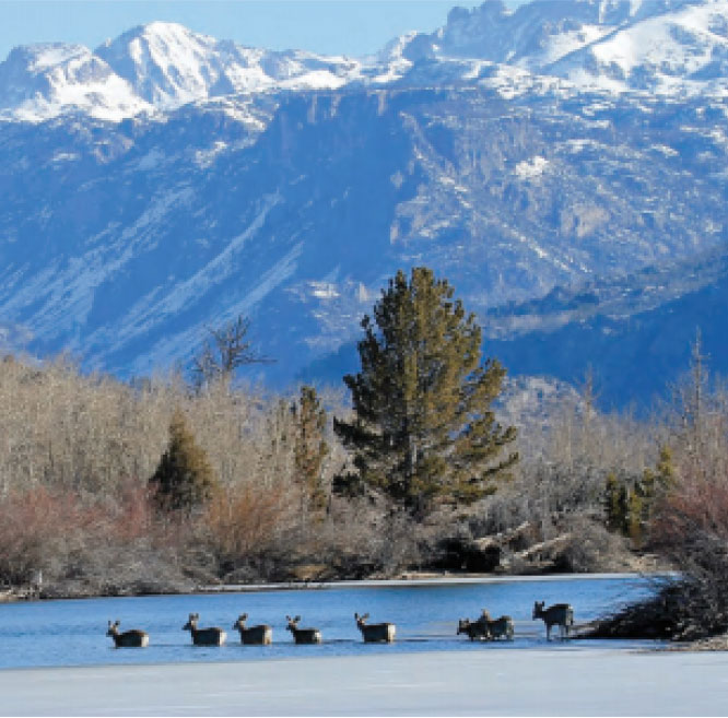 Migrating deer walking across a river with mountains in the background