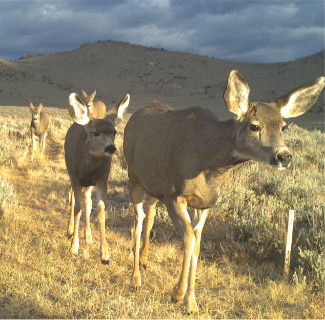 Deer walking in a field