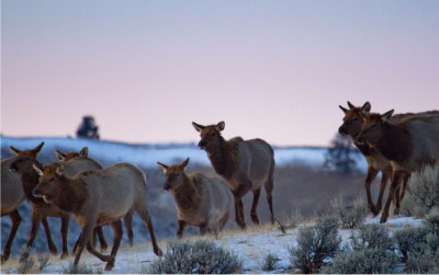 Mule deer migrating