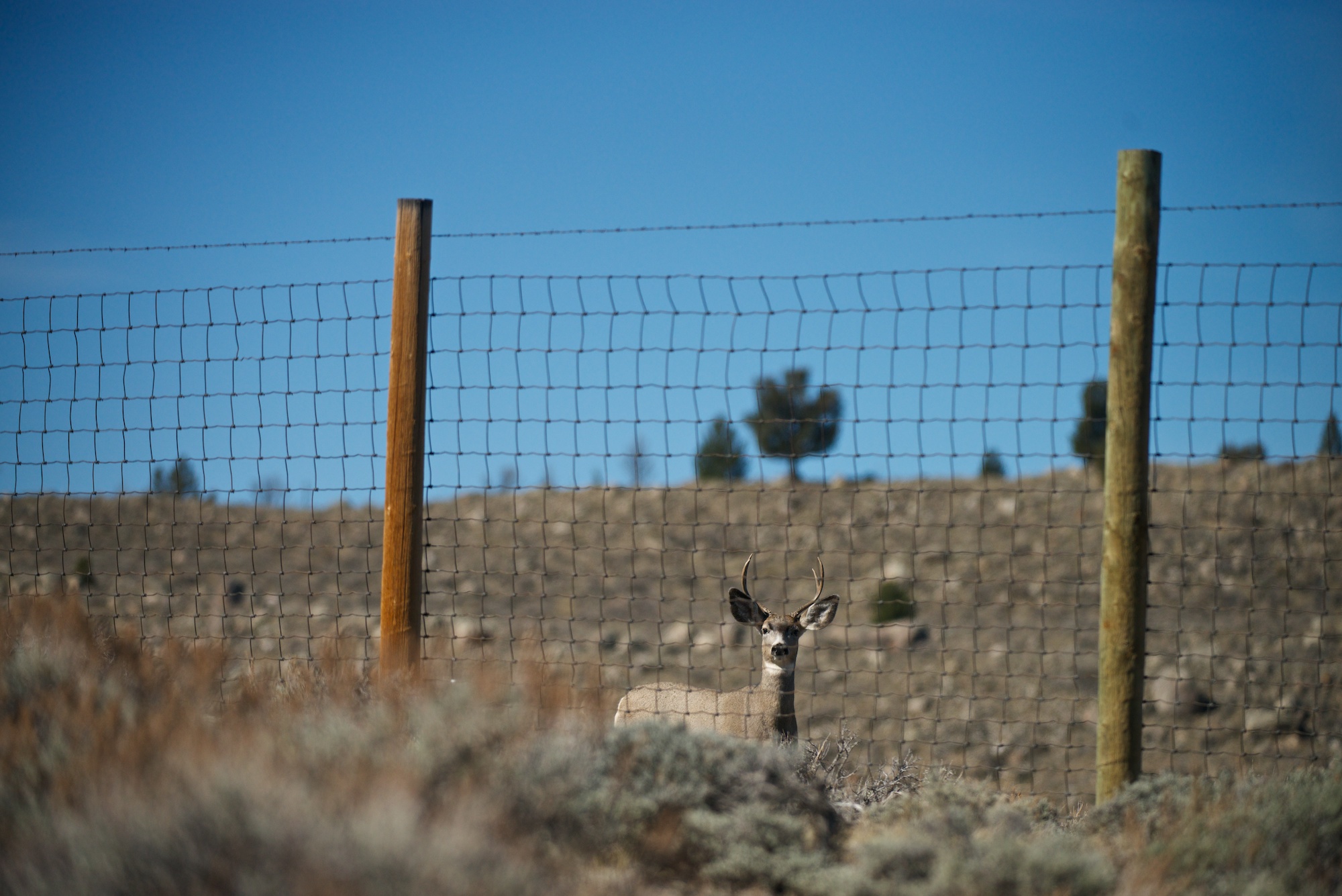 A buck mule deer standing behind a high fence.
