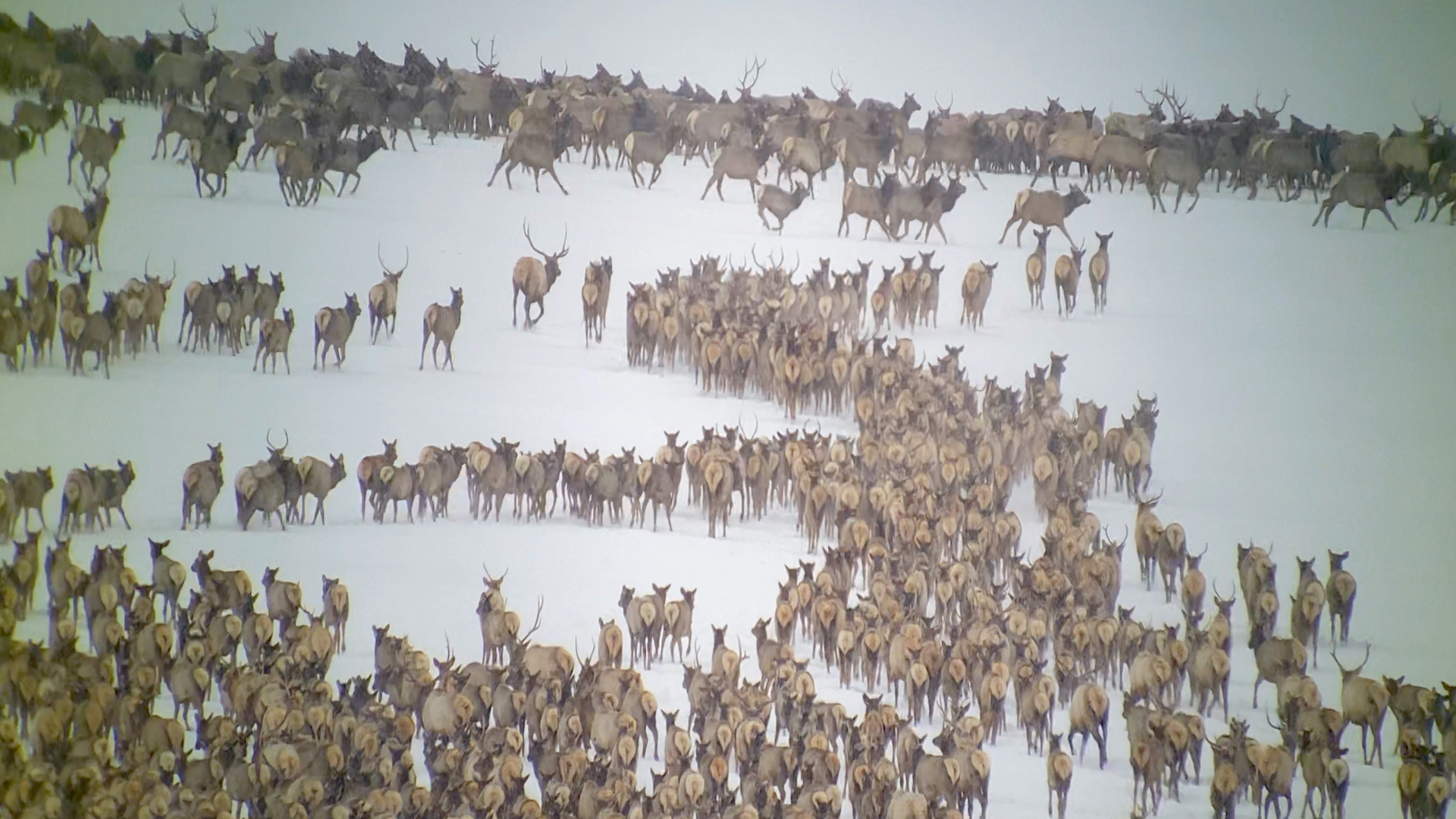 Thousands of elk migrating