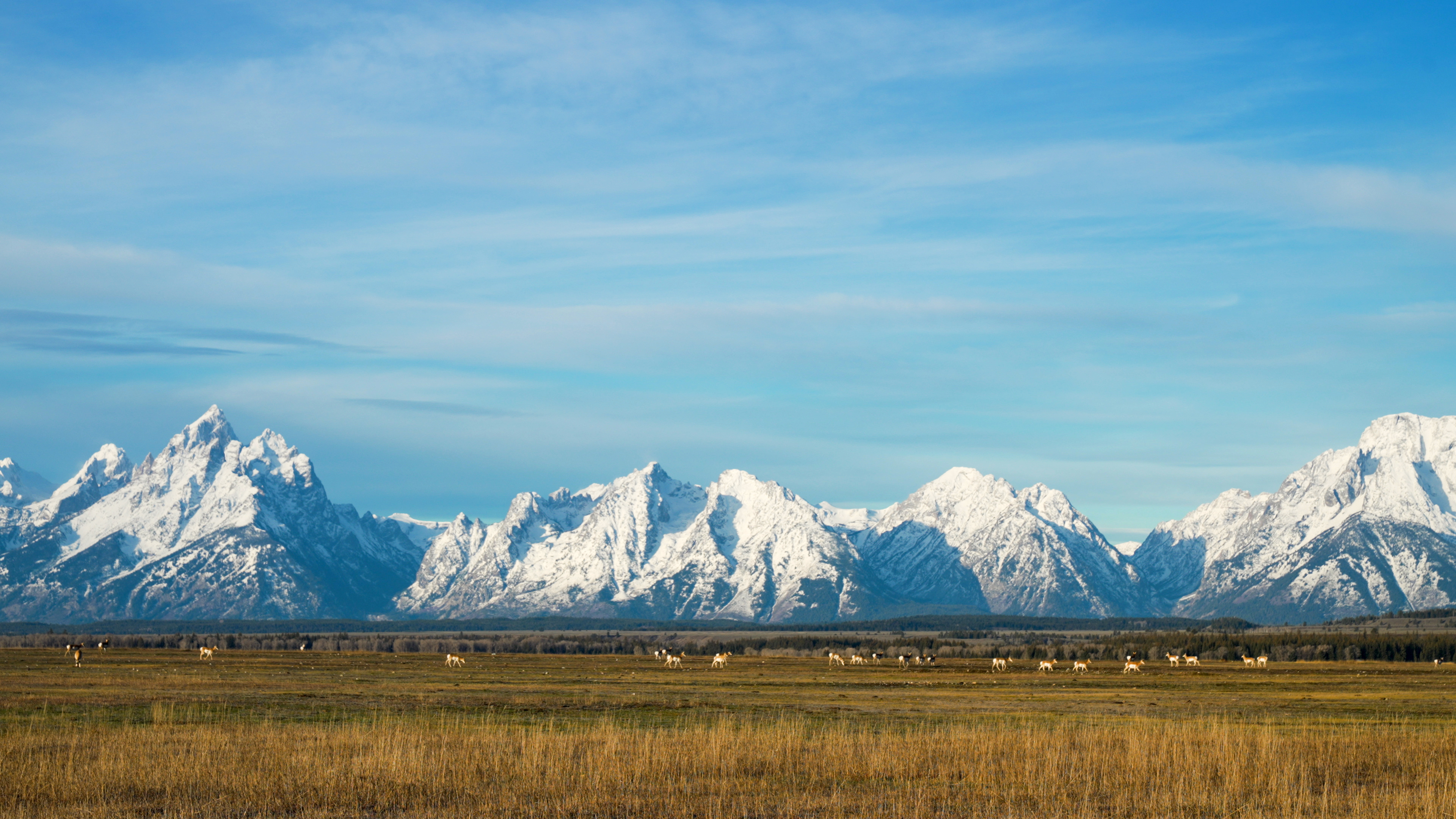 Pronghorn in front of Teton Mountain Range in Grand Teton National Park.