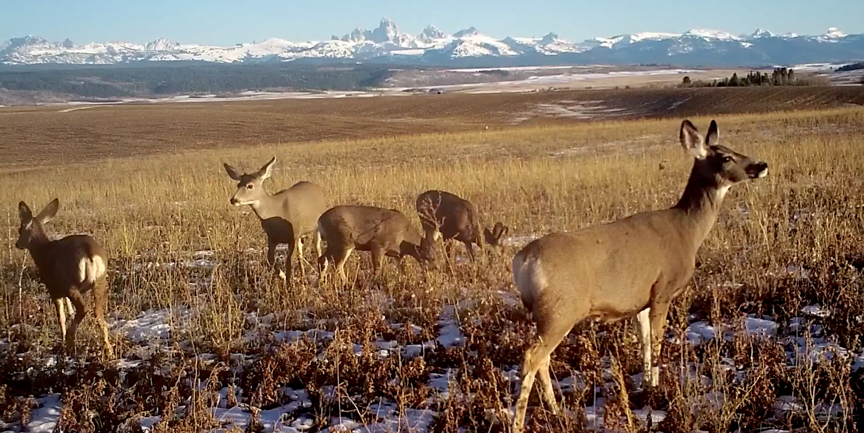 Mule deer grazing in wheat field