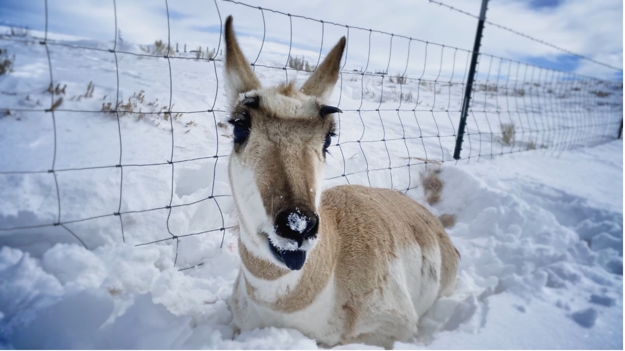 female pronghorn antelope bogged down in snow next to a woven wire fence
